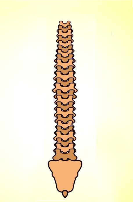 estructura de la columna vertebral